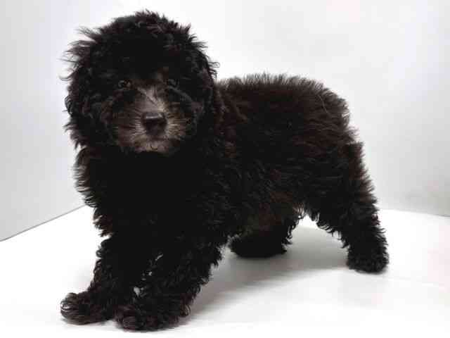 奈良県のトイプードル(トイ) (ひごペットフレンドリー奈良パワーシティ店/2025年10月28日生まれ/男の子/シルバー)の子犬の2枚目の画像