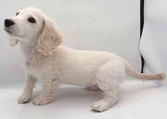 島根県のミニチュアダックスフンド(ロング) (ひごペットフレンドリーイオン松江ショッピングセンター店/2025年11月1日生まれ/男の子/イエロー)の子犬の2枚目の画像