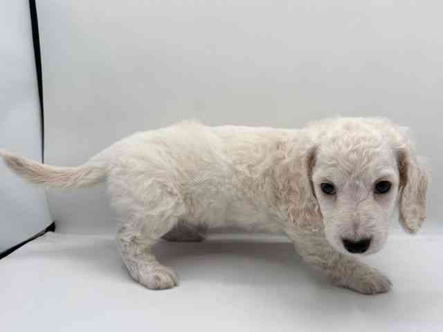 島根県のミニチュアダックスフンド(ロング) (ひごペットフレンドリーイオン松江ショッピングセンター店/2025年11月1日生まれ/男の子/イエロー)の子犬の2枚目の画像