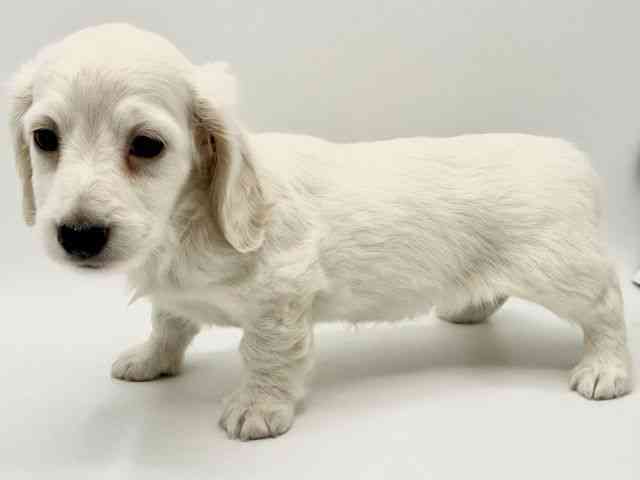 大阪府のミニチュアダックスフンド(ロング) (ひごペットフレンドリーみのおキューズモール店/2025年11月1日生まれ/女の子/イエロー)の子犬の2枚目の画像