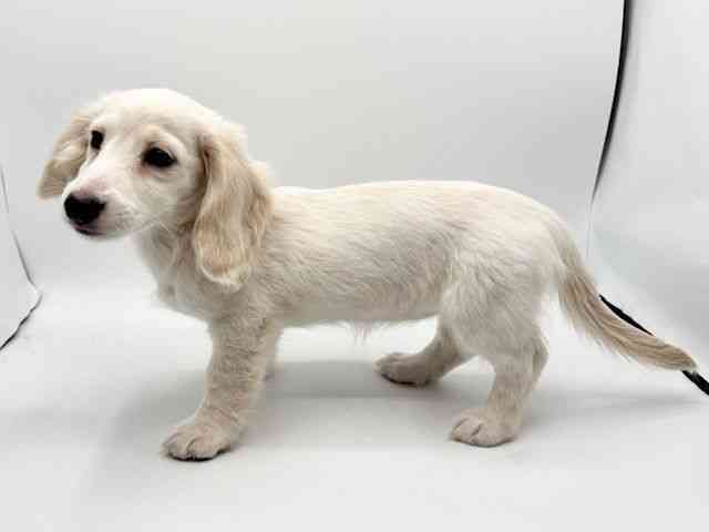 大阪府のミニチュアダックスフンド(ロング) (ひごペットフレンドリーみのおキューズモール店/2025年11月1日生まれ/女の子/イエロー)の子犬の2枚目の画像