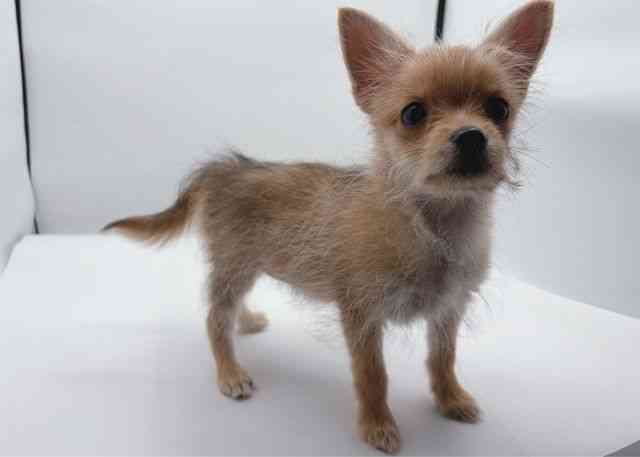 島根県のポメキー(ポメラニアン×ヨークシャーテリア) (ひごペットフレンドリーイオン松江ショッピングセンター店/2025年11月1日生まれ/女の子/オレンジ)の子犬の2枚目の画像