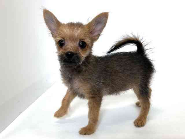 大阪府のポメキー(ポメラニアン×ヨークシャーテリア) (ひごペットフレンドリーアクロスプラザ住之江店/2025年11月1日生まれ/女の子/オレンジセーブル)の子犬の2枚目の画像