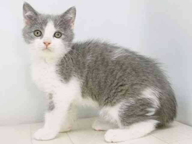 福岡県のブリティッシュショートヘアー (ひごペットフレンドリーゆめタウン筑紫野店/2025年10月27日生まれ/男の子/ブルーホワイト)の子猫の2枚目の画像