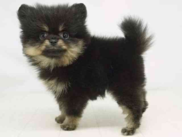 福岡県のポメラニアン (ひごペットフレンドリーゆめタウン筑紫野店/2025年11月1日生まれ/女の子/ブラックタン)の子犬の2枚目の画像