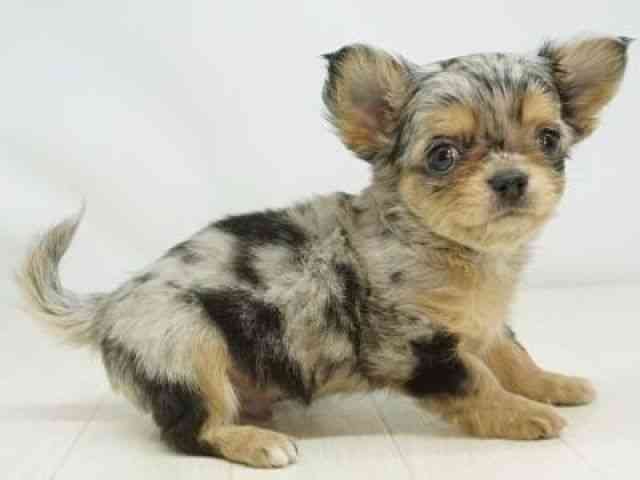 福岡県のチワワ(ロング) (ひごペットフレンドリーゆめタウン筑紫野店/2025年11月1日生まれ/男の子/ブルーマールタン)の子犬の2枚目の画像