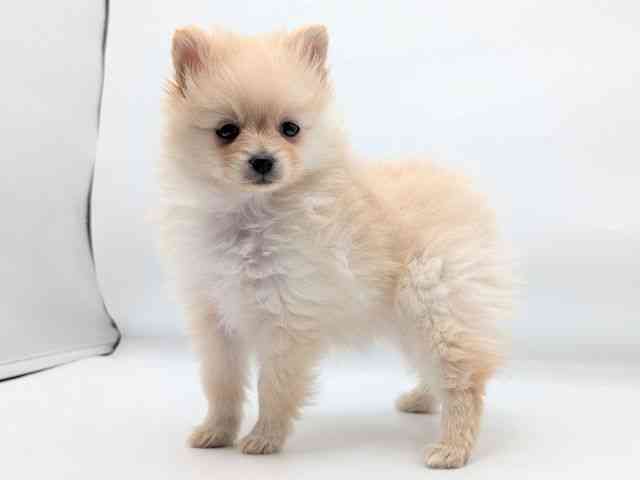 香川県のポメラニアン (ひごペットフレンドリーゆめタウン高松店/2025年11月1日生まれ/女の子/クリーム)の子犬の2枚目の画像