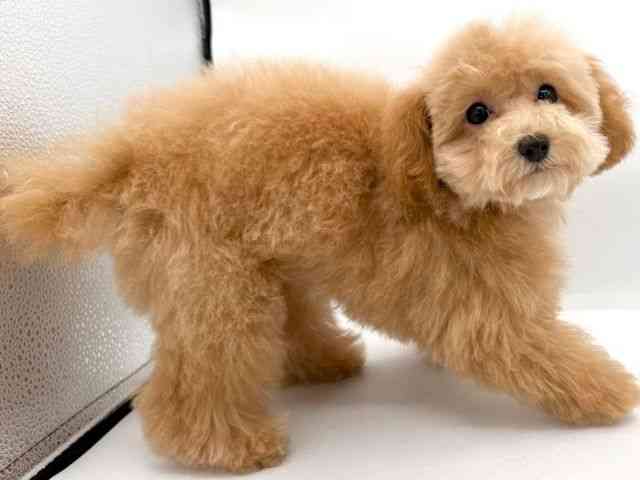 大阪府のトイプードル(トイ) (ひごペットフレンドリーイオンそよら海老江店/2025年11月1日生まれ/女の子/アプリコット)の子犬の2枚目の画像