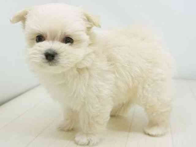 福岡県のポメマル/マルポメ(ポメラニアン×マルチーズ) (ひごペットフレンドリーゆめタウン筑紫野店/2025年10月31日生まれ/女の子/クリーム)の子犬の2枚目の画像