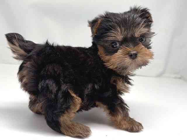 京都府のヨークシャーテリア (ひごペットフレンドリー洛北阪急スクエア店/2025年11月1日生まれ/男の子/スチールブルータン)の子犬の2枚目の画像