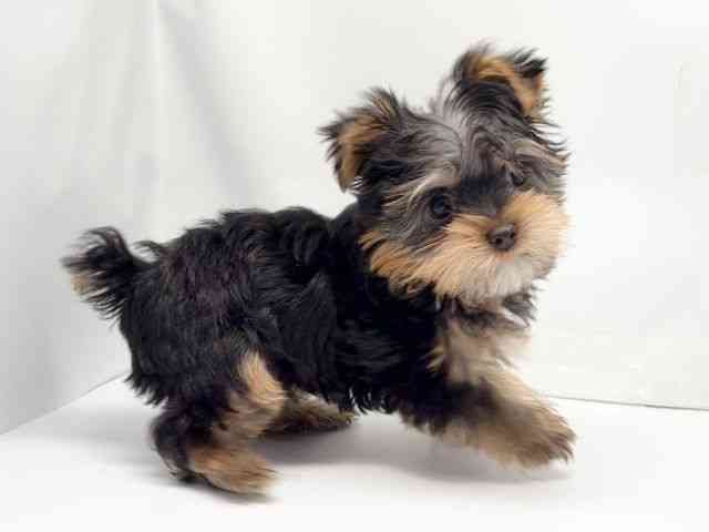 京都府のヨークシャーテリア (ひごペットフレンドリー洛北阪急スクエア店/2025年11月1日生まれ/男の子/スチールブルータン)の子犬の2枚目の画像