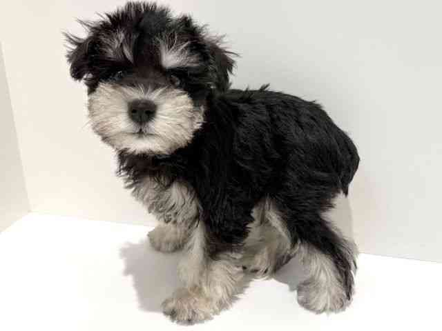 大阪府のミニチュアシュナウザー (ひごペットフレンドリーイオン高槻店/2025年11月1日生まれ/女の子/ブラックシルバー)の子犬の2枚目の画像