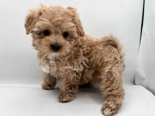 島根県のマルプー(マルチーズ×プードル) (ひごペットフレンドリーイオン松江ショッピングセンター店/2025年11月1日生まれ/女の子/アプリコット)の子犬の2枚目の画像