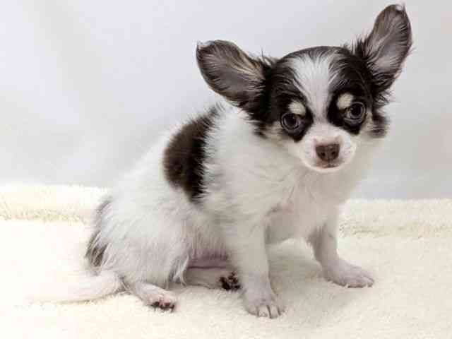 広島県のチワワ(ロング) (ひごペットフレンドリーゆめタウン廿日市店/2025年11月1日生まれ/男の子/チョコレートタンホワイト)の子犬の2枚目の画像