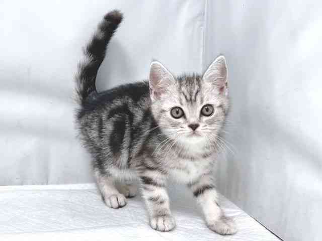 大阪府のアメリカンショートヘアー (ひごペットフレンドリー堺プラットプラット店/2025年11月1日生まれ/男の子/シルバータビー)の子猫の2枚目の画像