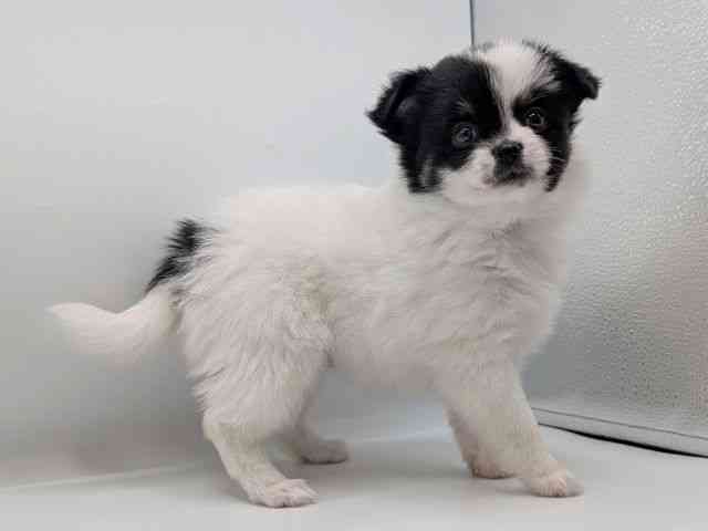 香川県のポメチワ/チワポメ/ポメチー(ポメラニアン×チワワ) (ひごペットフレンドリーゆめタウン高松店/2025年11月1日生まれ/女の子/パーティーカラー)の子犬の2枚目の画像