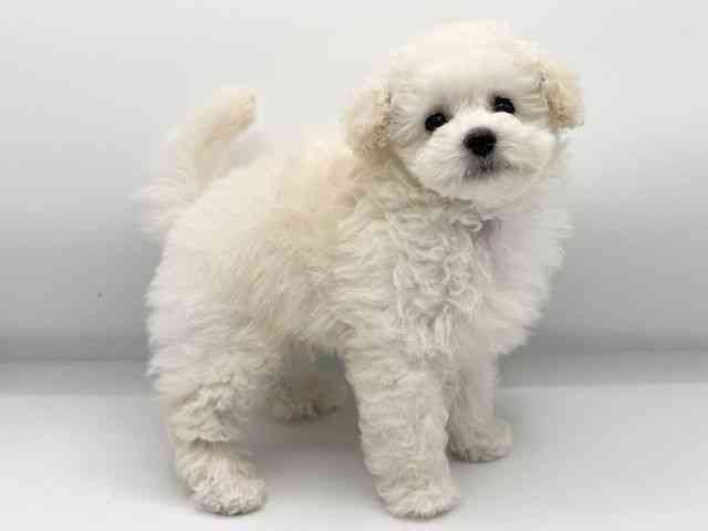 大阪府のトイプードル(トイ) (ひごペットフレンドリーららぽーとEXPOCITY店/2025年11月1日生まれ/男の子/ホワイト)の子犬の2枚目の画像