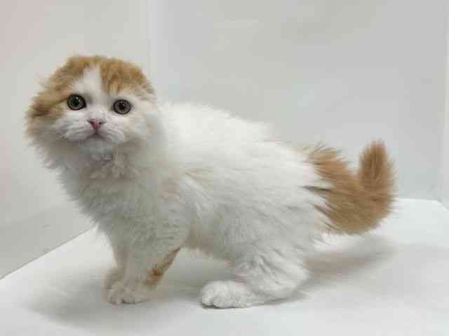 大阪府のスコティッシュフォールド (ひごペットフレンドリーアクロスプラザ住之江店/2025年10月31日生まれ/男の子/レッドタビーホワイト)の子猫の2枚目の画像