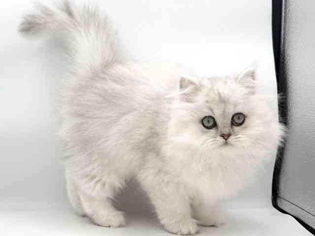 大阪府のペルシャ (ひごペットフレンドリーイオンそよら海老江店/2025年10月29日生まれ/男の子/チンチラシルバー)の子猫の2枚目の画像