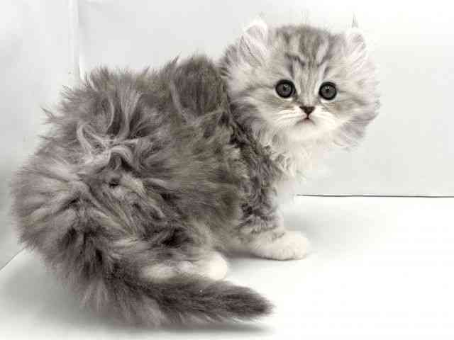 兵庫県のアメリカンカール (ひごペットフレンドリークラウンパーク伊丹店/2025年11月2日生まれ/男の子/ブルータビーホワイト)の子猫の2枚目の画像