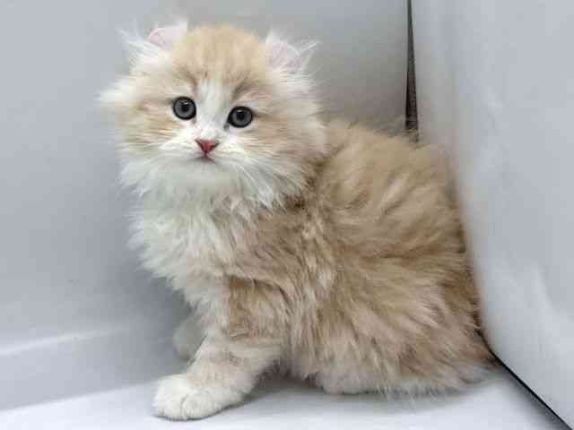 京都府のアメリカンカール (ひごペットフレンドリー京都店/2025年11月2日生まれ/男の子/クリームタビーホワイト)の子猫の2枚目の画像