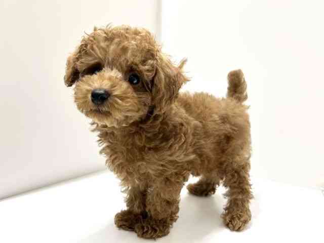 愛知県のトイプードル(トイ) (ひごペットフレンドリーららぽーと名古屋みなとアクルス店/2025年11月2日生まれ/男の子/レッド)の子犬の2枚目の画像