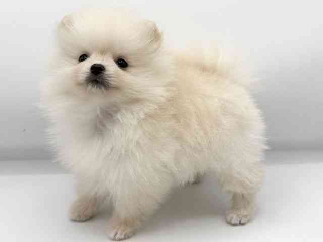 大阪府のポメラニアン (ひごペットフレンドリーららぽーとEXPOCITY店/2025年10月30日生まれ/女の子/クリーム)の子犬の2枚目の画像