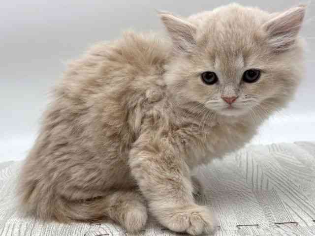 島根県のラガマフィン (ひごペットフレンドリーイオンモール出雲店/2025年10月31日生まれ/男の子/クリームタビー)の子猫の2枚目の画像