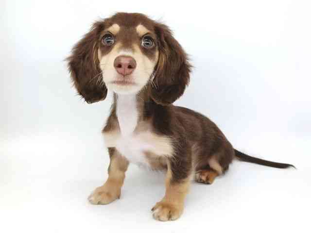 大阪府のミニチュアダックスフンド(ロング) (ひごペットフレンドリー泉ヶ丘店/2025年10月24日生まれ/女の子/チョコレートイエロー)の子犬の2枚目の画像