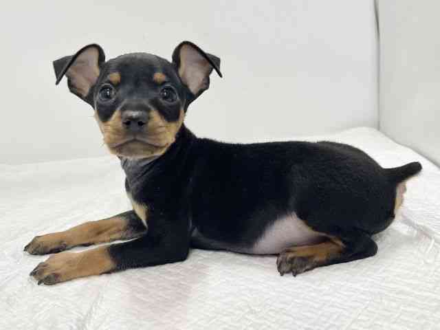 高知県のミニチュアピンシャー (ひごペットフレンドリーイオンモール高知店/2025年11月1日生まれ/男の子/ブラックタン)の子犬の2枚目の画像