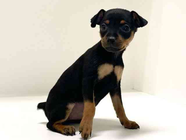 兵庫県のミニチュアピンシャー (ひごペットフレンドリーイトーヨーカドー明石店/2025年11月1日生まれ/女の子/ブラックタン)の子犬の2枚目の画像