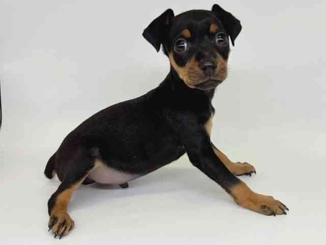 大阪府のミニチュアピンシャー (ひごペットフレンドリー瓜破店/2025年11月1日生まれ/男の子/ブラックタン)の子犬の2枚目の画像