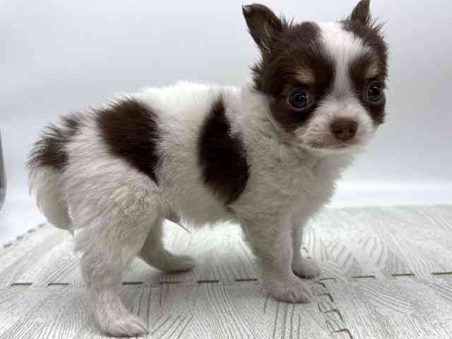 島根県のポメチワ/チワポメ/ポメチー(ポメラニアン×チワワ) (ひごペットフレンドリーイオンモール出雲店/2025年10月29日生まれ/男の子/ホワイトチョコレートタン)の子犬の2枚目の画像