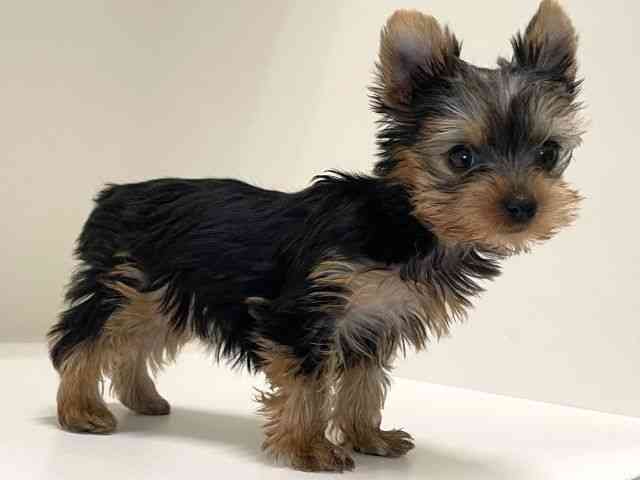 兵庫県のヨークシャーテリア (ひごペットフレンドリーイトーヨーカドー明石店/2025年10月30日生まれ/女の子/スチールブルータン)の子犬の2枚目の画像