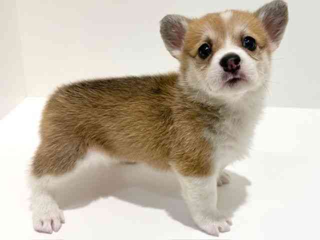 大阪府のウェルシュコーギーペンブローク (ひごペットフレンドリーイオン高槻店/2025年11月2日生まれ/女の子/セーブルホワイト)の子犬の2枚目の画像