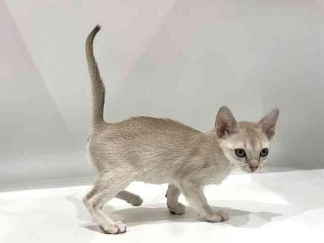 愛知県のシンガプーラ (ひごペットフレンドリーヴィアモール アピタ江南西店/2025年11月2日生まれ/女の子/セピアアグーティ)の子猫の2枚目の画像