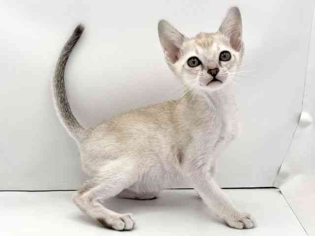 兵庫県のシンガプーラ (ひごペットフレンドリークラウンパーク伊丹店/2025年11月2日生まれ/男の子/セピアアグーティ)の子猫の2枚目の画像