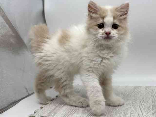 島根県のサイベリアン (ひごペットフレンドリーイオンモール出雲店/2025年11月1日生まれ/女の子/クリームホワイト)の子猫の2枚目の画像