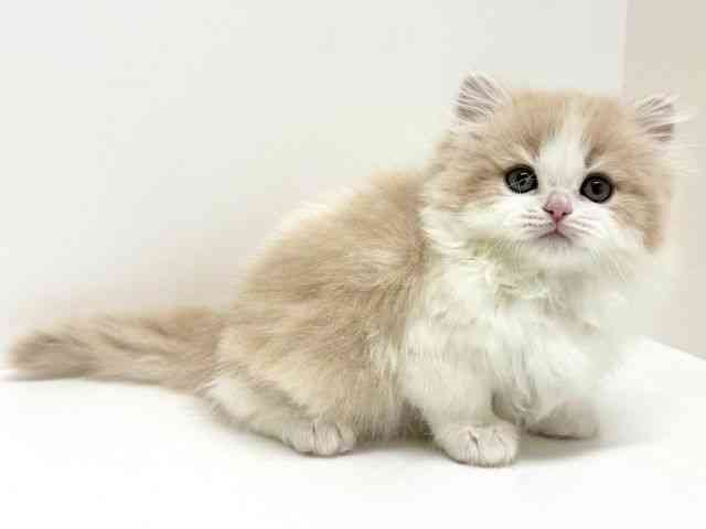 大阪府のラガマフィン (ひごペットフレンドリーくずはモール店/2025年11月2日生まれ/男の子/クリームホワイト)の子猫の2枚目の画像