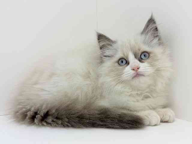大阪府のラグドール (ひごペットフレンドリーいこらもーる泉佐野店/2025年11月1日生まれ/女の子/シールポイントバイカラー)の子猫の2枚目の画像