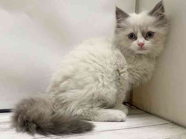 和歌山県のラグドール (ひごペットフレンドリーパームシティ和歌山店/2025年11月1日生まれ/女の子/シールポイントバイカラー)の子猫の2枚目の画像