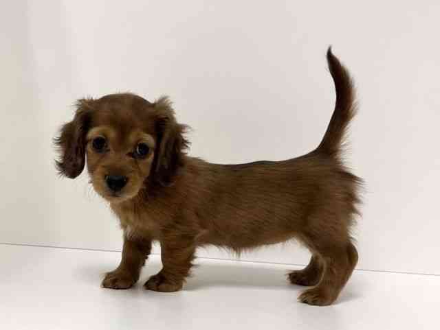 愛知県のミニチュアダックスフンド(ロング) (ひごペットフレンドリーイトーヨーカドー知多店/2025年11月1日生まれ/女の子/レッド)の子犬の2枚目の画像