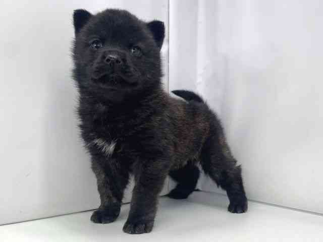 兵庫県の甲斐犬 (ひごペットフレンドリーイオンタウン加古川店/2025年11月1日生まれ/男の子/黒虎)の子犬の2枚目の画像