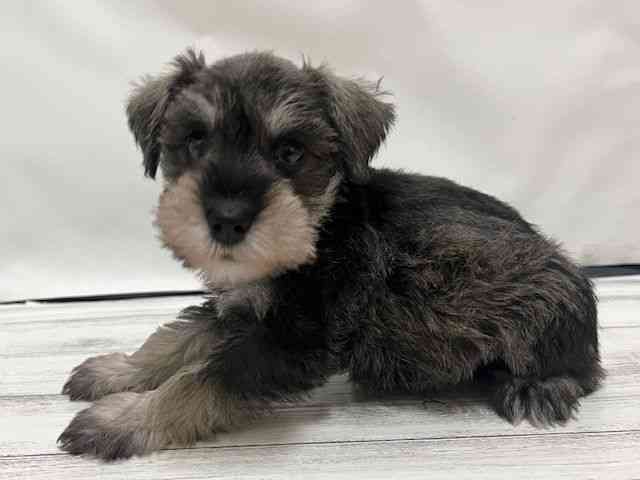 和歌山県のミニチュアシュナウザー (ひごペットフレンドリーパームシティ和歌山店/2025年10月31日生まれ/女の子/ソルトペッパー)の子犬の2枚目の画像