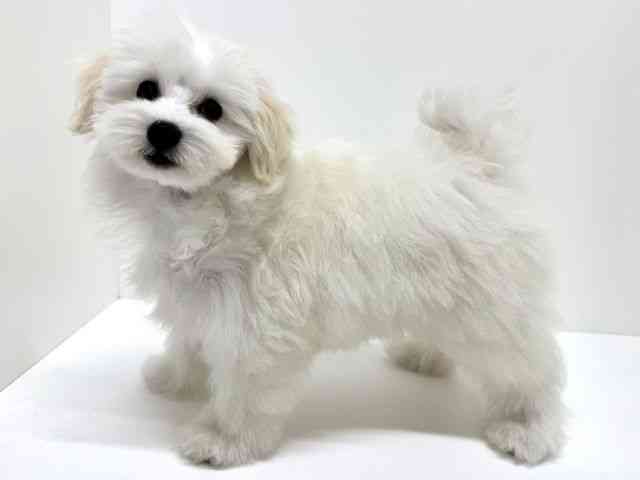 大阪府のトイプードル(トイ) (ひごペットフレンドリーくずはモール店/2025年11月2日生まれ/女の子/ホワイト)の子犬の2枚目の画像