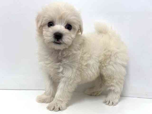 大阪府のトイプードル(トイ) (ひごペットフレンドリーベルファⅡ都島店/2025年11月2日生まれ/女の子/ホワイト)の子犬の2枚目の画像