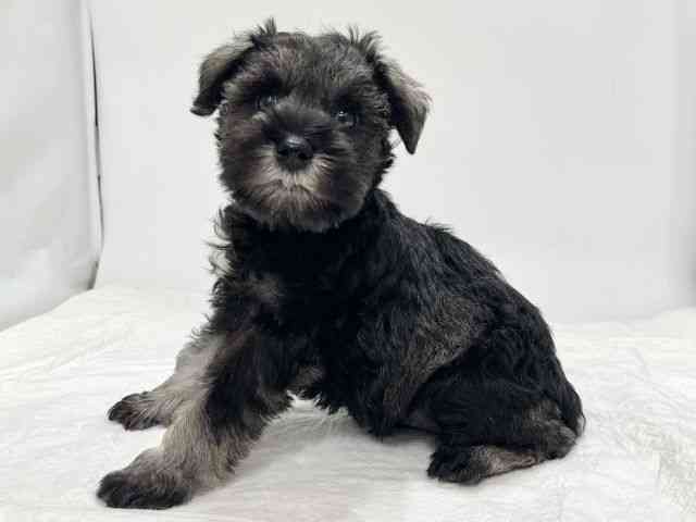 高知県のミニチュアシュナウザー (ひごペットフレンドリーイオンモール高知店/2025年11月2日生まれ/女の子/ソルトペッパー)の子犬の2枚目の画像