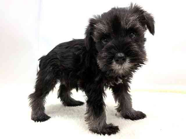 広島県のミニチュアシュナウザー (ひごペットフレンドリーゆめタウン廿日市店/2025年11月1日生まれ/女の子/ソルトペッパー)の子犬の2枚目の画像