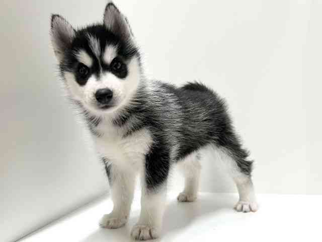 愛知県のシベリアンハスキー (ひごペットフレンドリーららぽーと名古屋みなとアクルス店/2025年11月1日生まれ/女の子/ブラックホワイト)の子犬の2枚目の画像