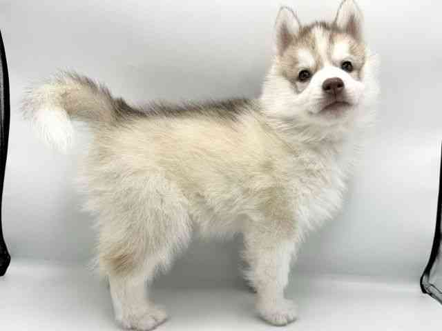 大阪府のシベリアンハスキー (ひごペットフレンドリーららぽーとEXPOCITY店/2025年11月1日生まれ/男の子/チョコレートホワイト)の子犬の2枚目の画像